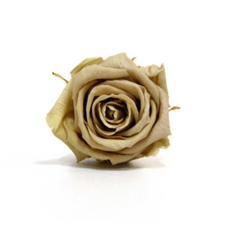 Роза медеа 8 гол коричневый 3910
