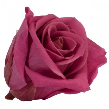 Роза медеа 8 гол кранбери 3240
