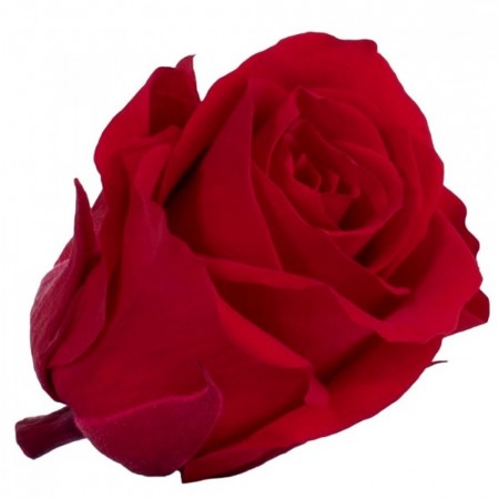 Роза медеа 8 гол красный 3200