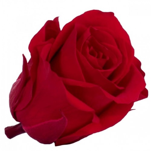 Роза медеа 8 гол красный 3200