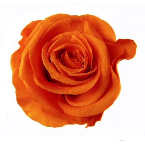 Роза медеа 8 гол оранжевый 3530
