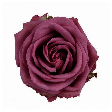 Роза медеа 8 гол вишневый 3480