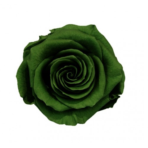 Роза медеа 8 гол зеленый чай 3150