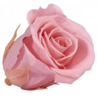 Роза медеа навал винтажный розовый 0450