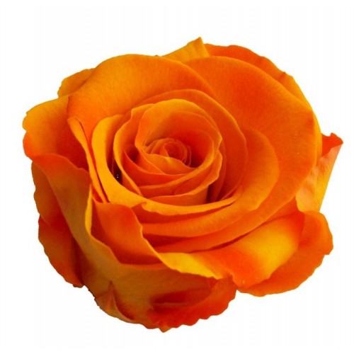 Роза медеа навал оранжевый 0530