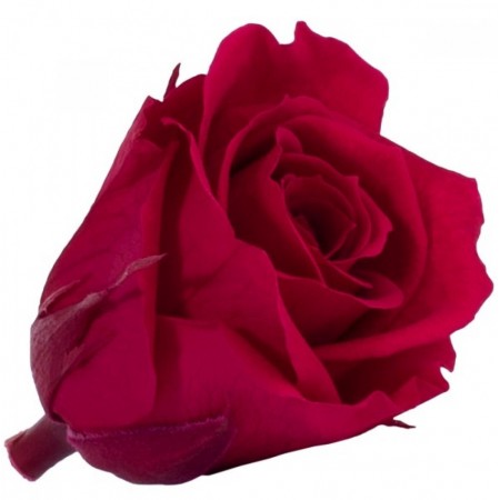 Роза мини 12 гол бордовый 1801