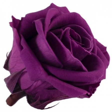 Роза мини 12 гол фиолетовый 1841