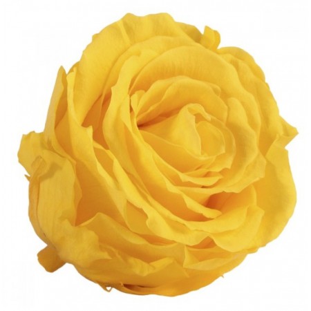 Роза мини 12 гол желтый 1341