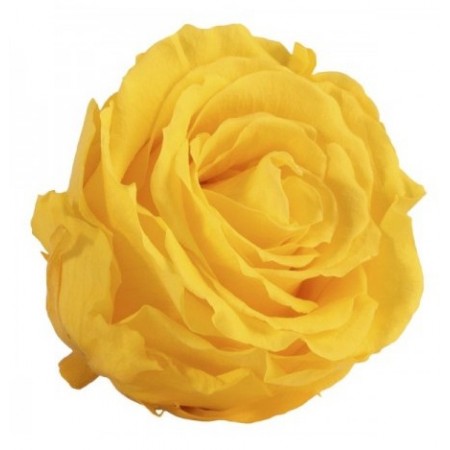 Роза мини 12 гол желтый 1351