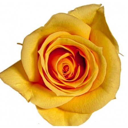 Роза мини 12 гол желтый 1361