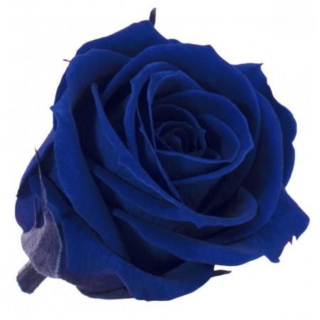 Роза мини 12 гол голубой 1631