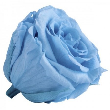 Роза мини 12 гол голубой 1641