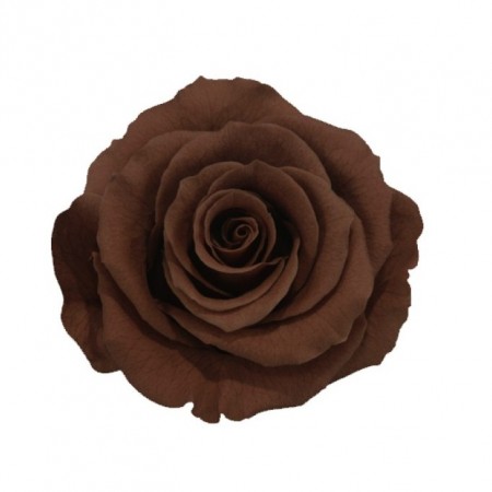 Роза мини 12 гол коричневый 1921