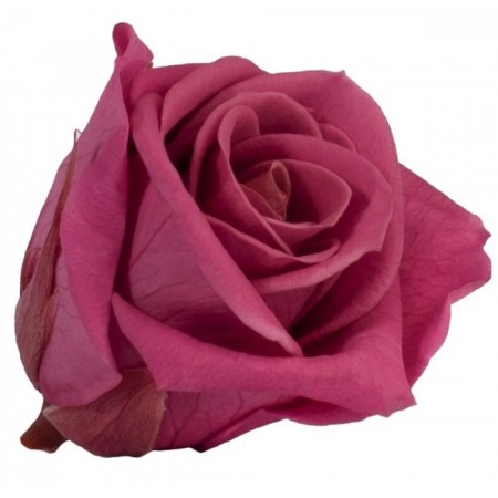 Роза мини 12 гол кранбери 1241