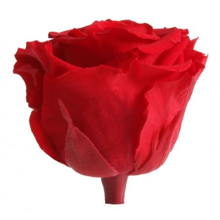 Роза мини 12 гол красный 1201