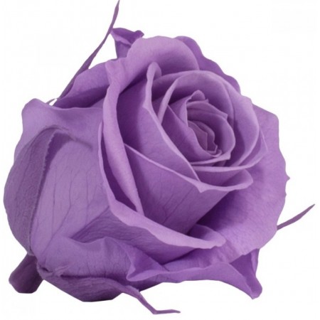 Роза мини 12 гол лиловый 1831