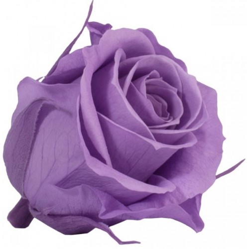 Роза мини 12 гол лиловый 1831