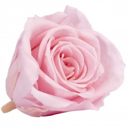 Роза мини 12 гол розовый нежный 1471