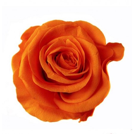 Роза мини 12 гол оранжевый 1531
