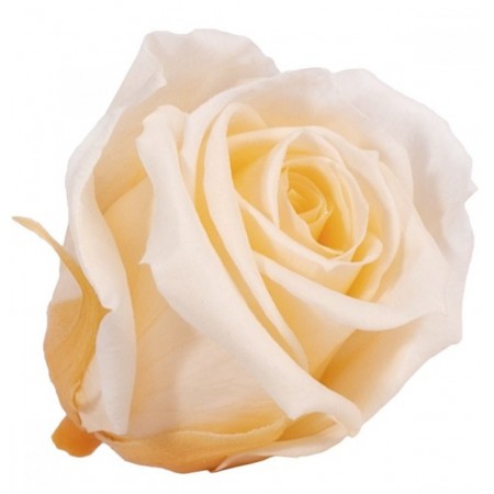 Роза мини 12 гол персиковый 1551