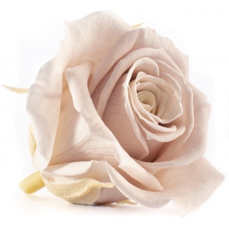 Роза мини 12 гол пудровый 1481
