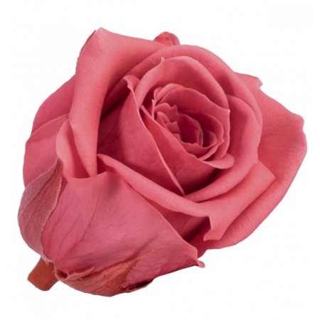 Роза мини 12 гол розовый 1491
