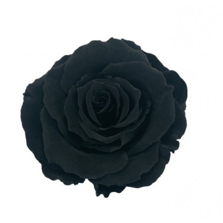 Роза мини 12 гол черный 1991