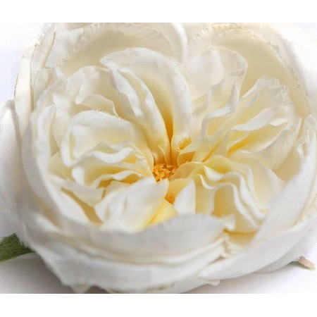 Роза пионовидная 6 гол белая 2000