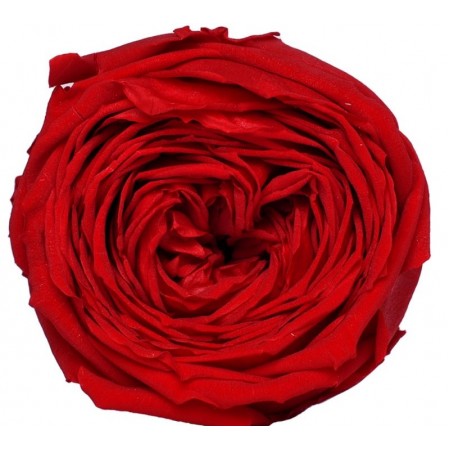 Роза пионовидная 6 гол красная 2200
