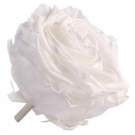 Роза премиум 4 гол белый 2000