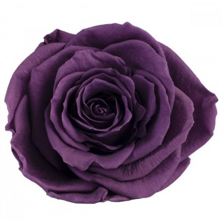 Роза премиум 4 гол фиолетовый 2840