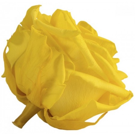 Роза премиум 4 гол желтый 2340