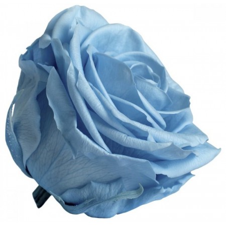 Роза премиум 4 гол голубой 2640