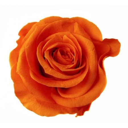 Роза премиум 4 гол оранжевый 2530