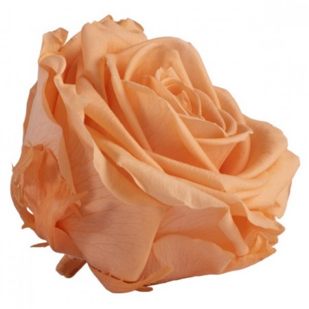 Роза премиум 4 гол персиковый 2550