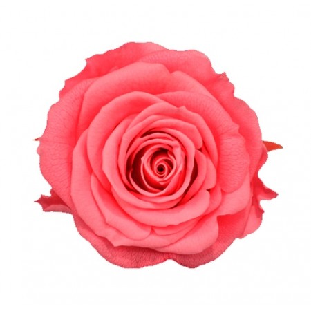 Роза премиум 4 гол розовый 2420