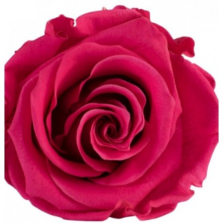 Роза премиум 4 гол розовый 2490