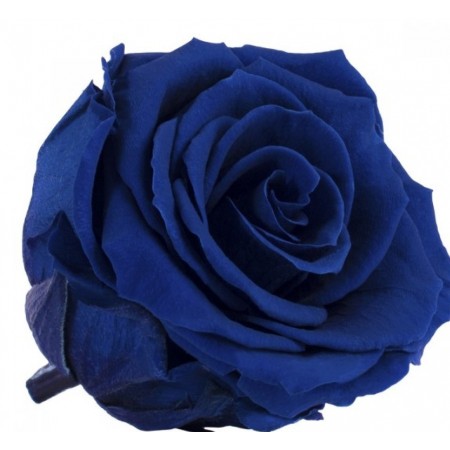 Роза премиум 4 гол синий 2630