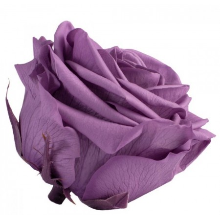 Роза премиум 4 гол фиолетовый 2830