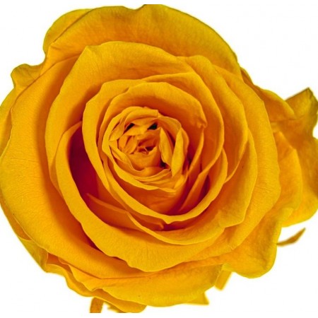 Роза премиум 4 гол желтый 2350