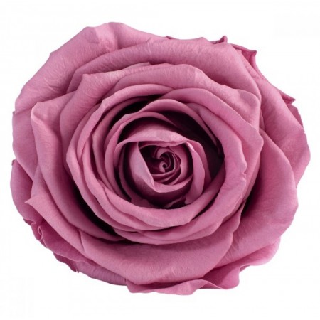 Роза премиум 4 гол вишневый 2480