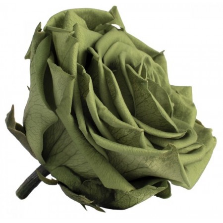 Роза премиум 4 гол зеленый 2150