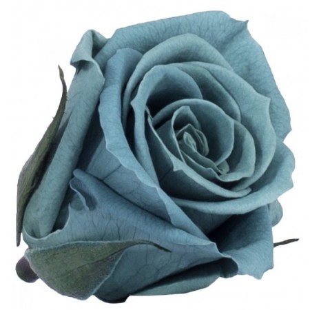 Роза принцесс 16 гол голубой 1630