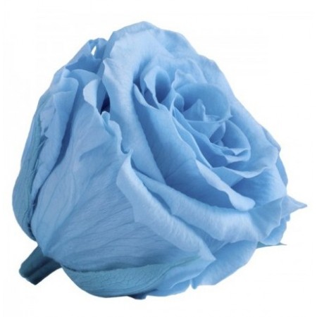 Роза принцесс 16 гол голубой 4641