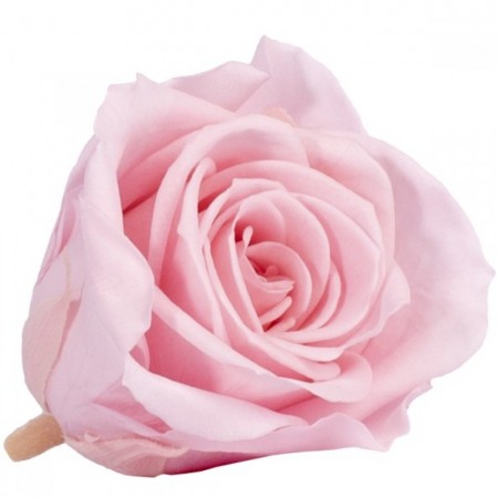 Роза принцесс 16 гол розовый 4471