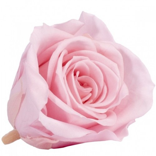 Роза принцесс 16 гол розовый 4471