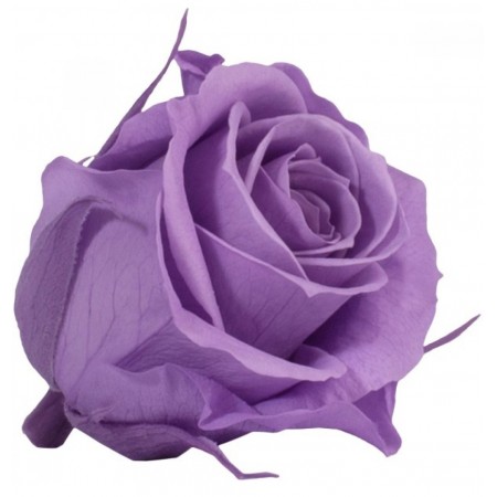 Роза принцесс 16 гол лиловый 4831
