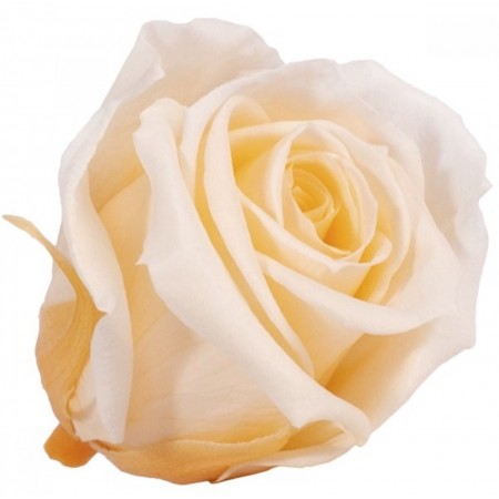 Роза принцесс 16 гол персиковый 4551