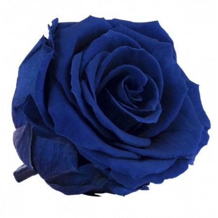 Роза принцесс 16 гол синий 4630