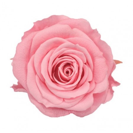 Роза принцесс 16 гол винтажный розовый 4450